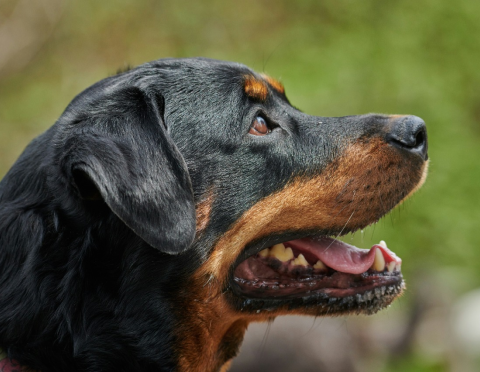 The Ultimate Guide to Raising a Happy Rottweiler