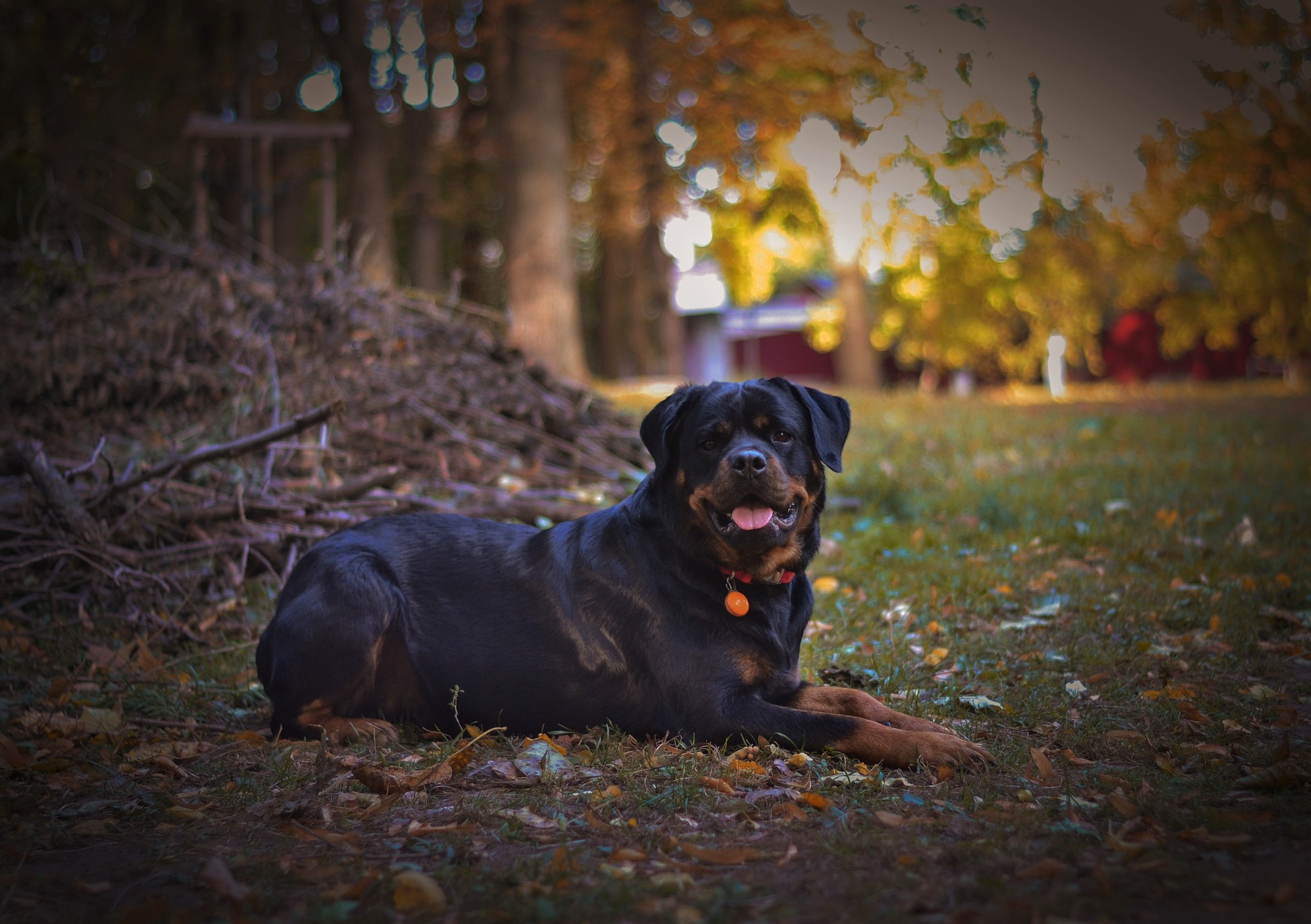 Stud Dogs, All you need to know
