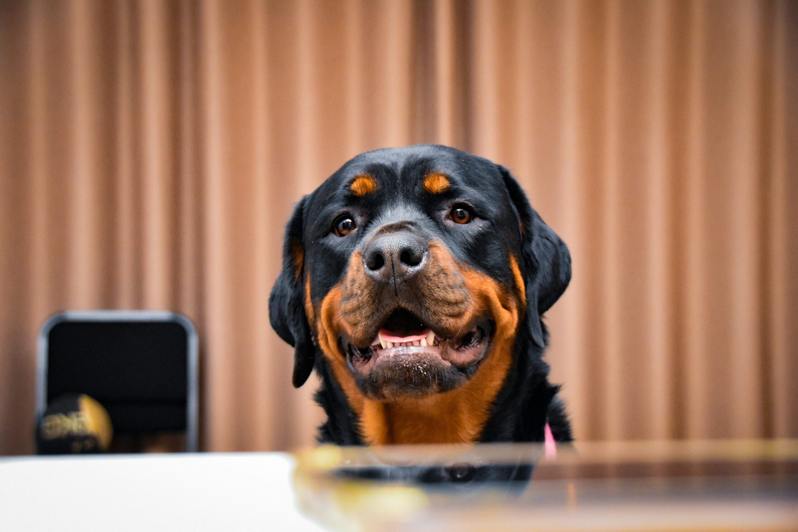 Common Health Issues in Rottweilers