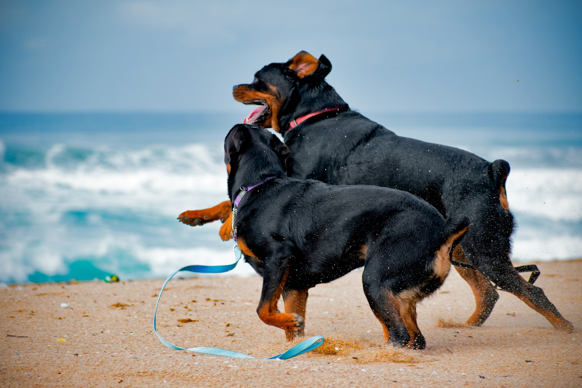 How to Socialize Your Rottweiler with Other Dogs