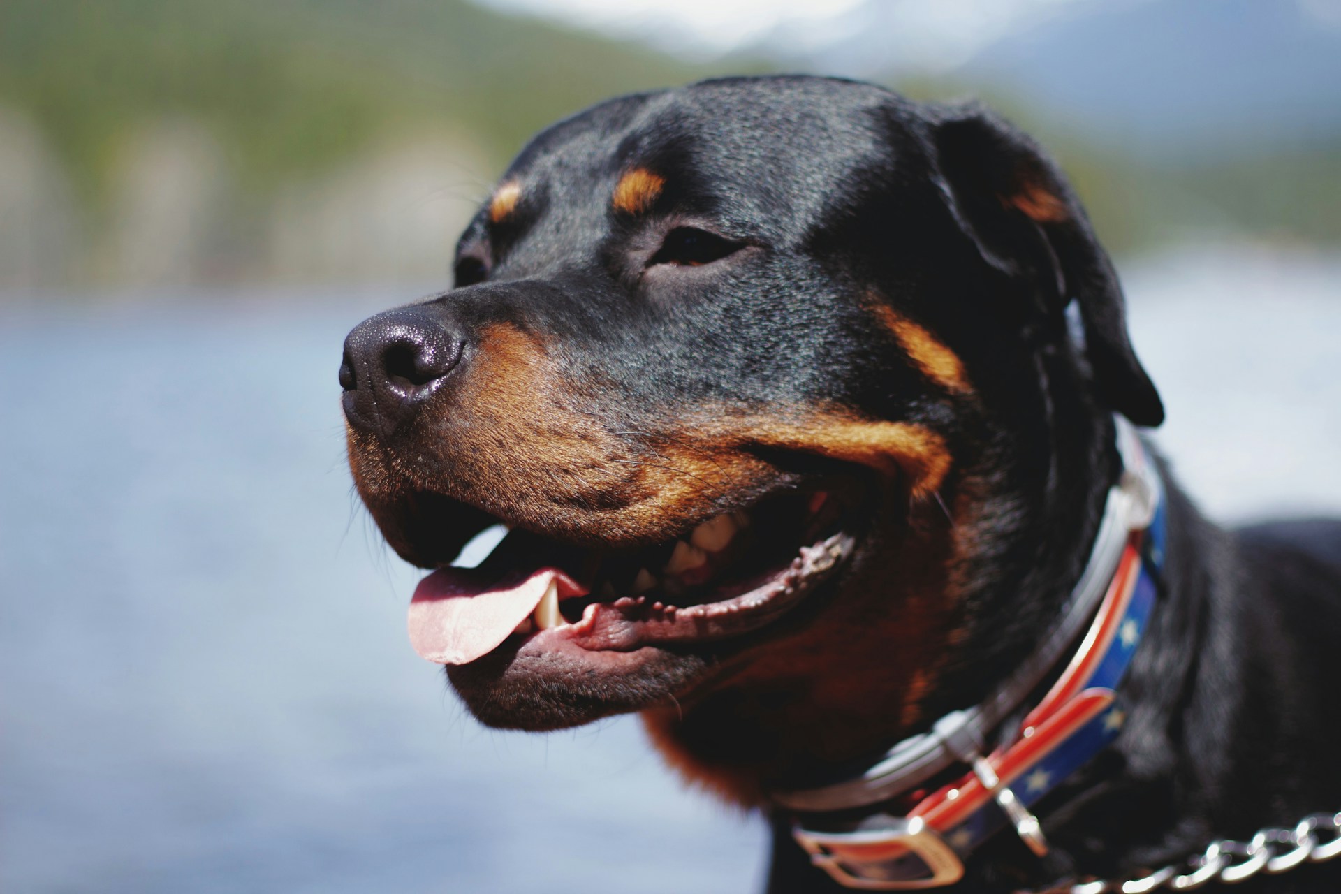 Rottweiler Grooming Tips