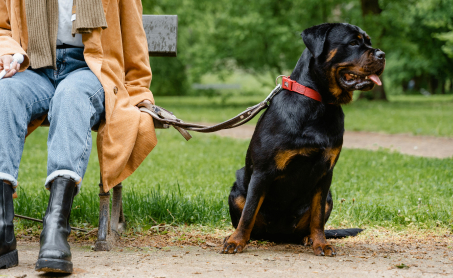 Dog Training 101, A Beginners Guide