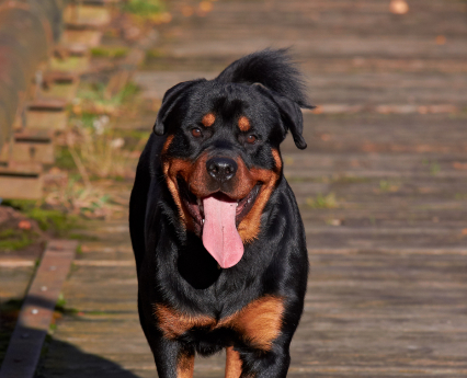 Best Diet Plans for a Healthy Rottweiler