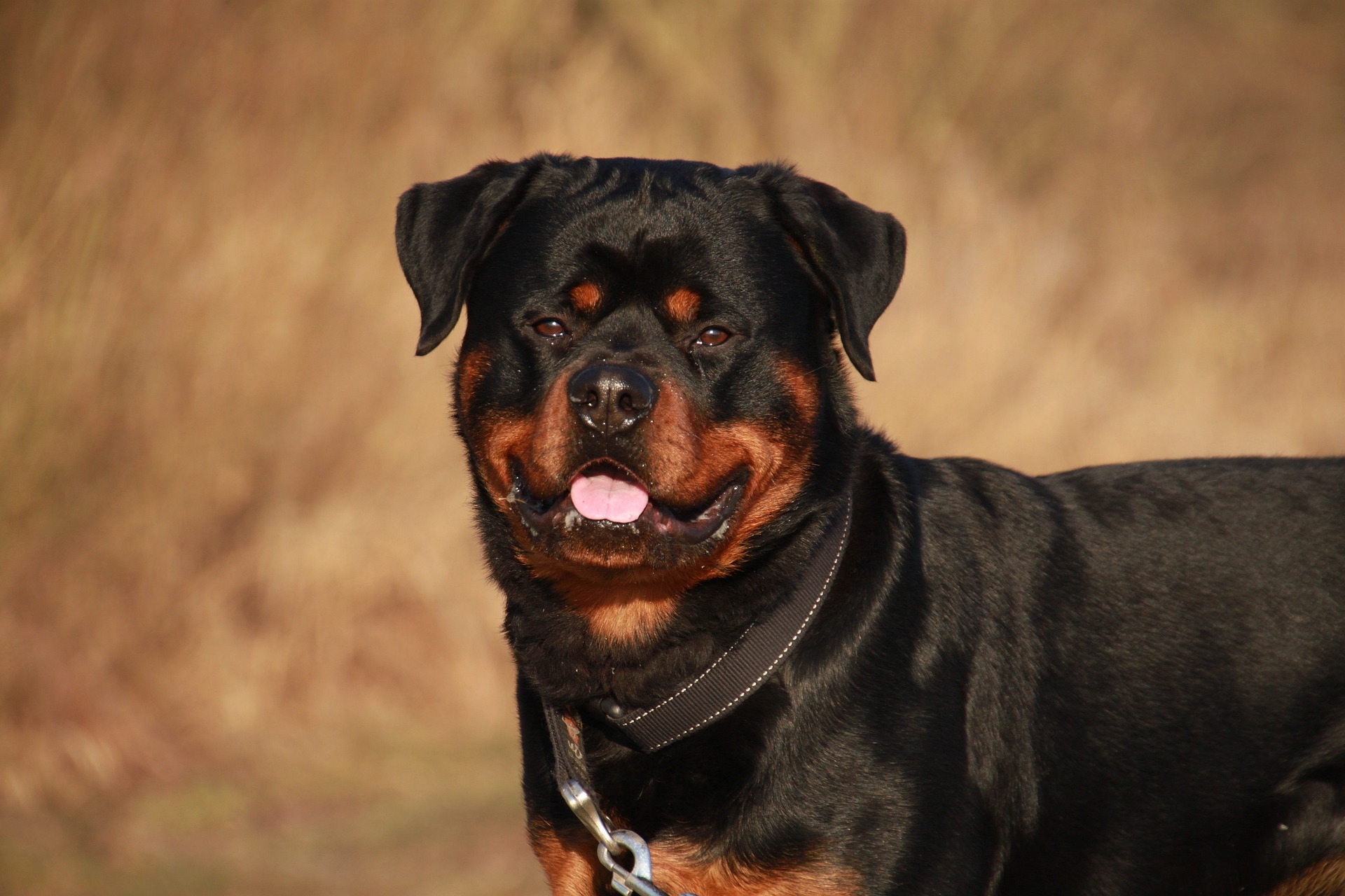 Optimizing Semen Quality In your Dogs