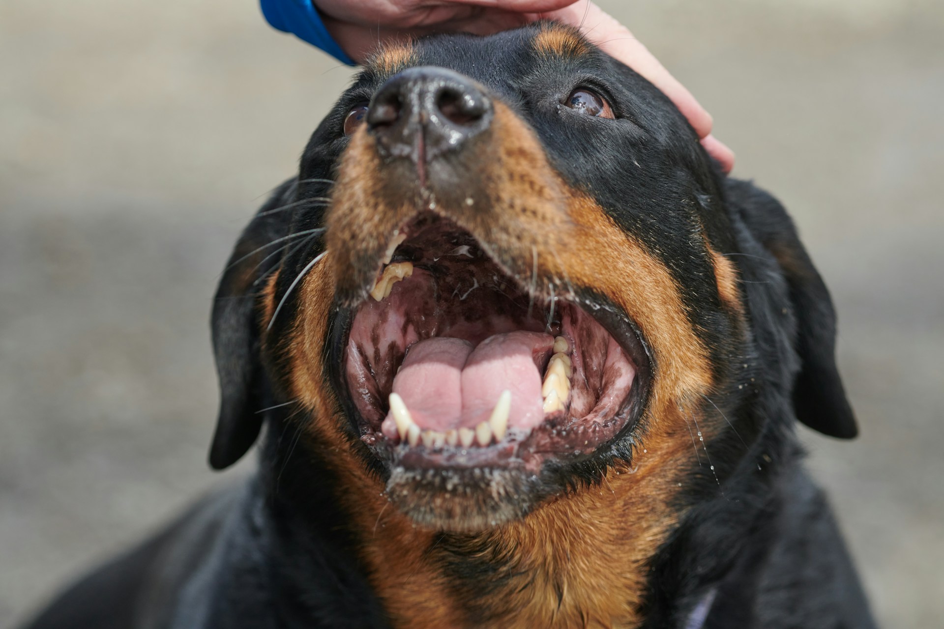 Understanding the Unique Temperament of Rottweilers