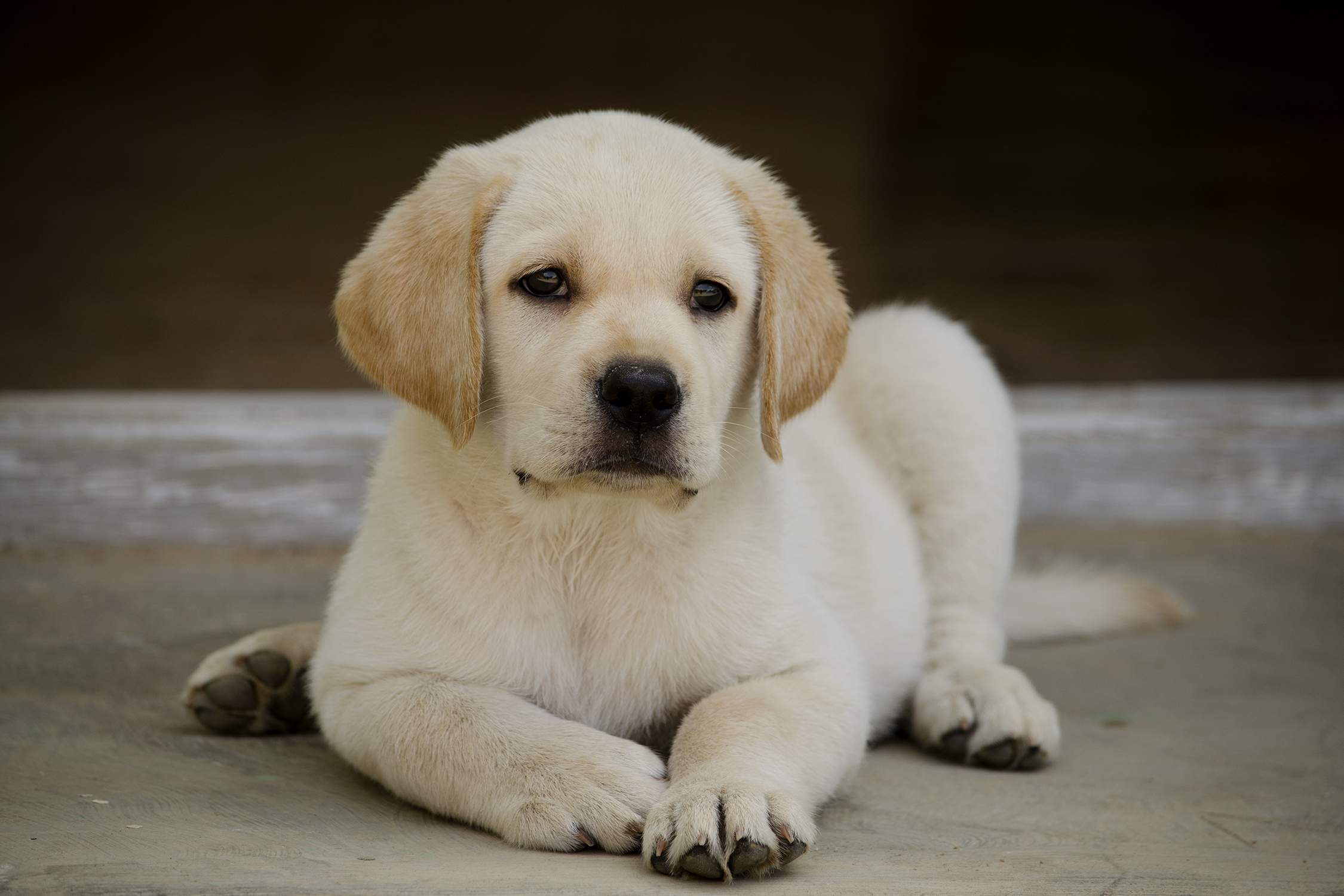 Caring for Your Labrador