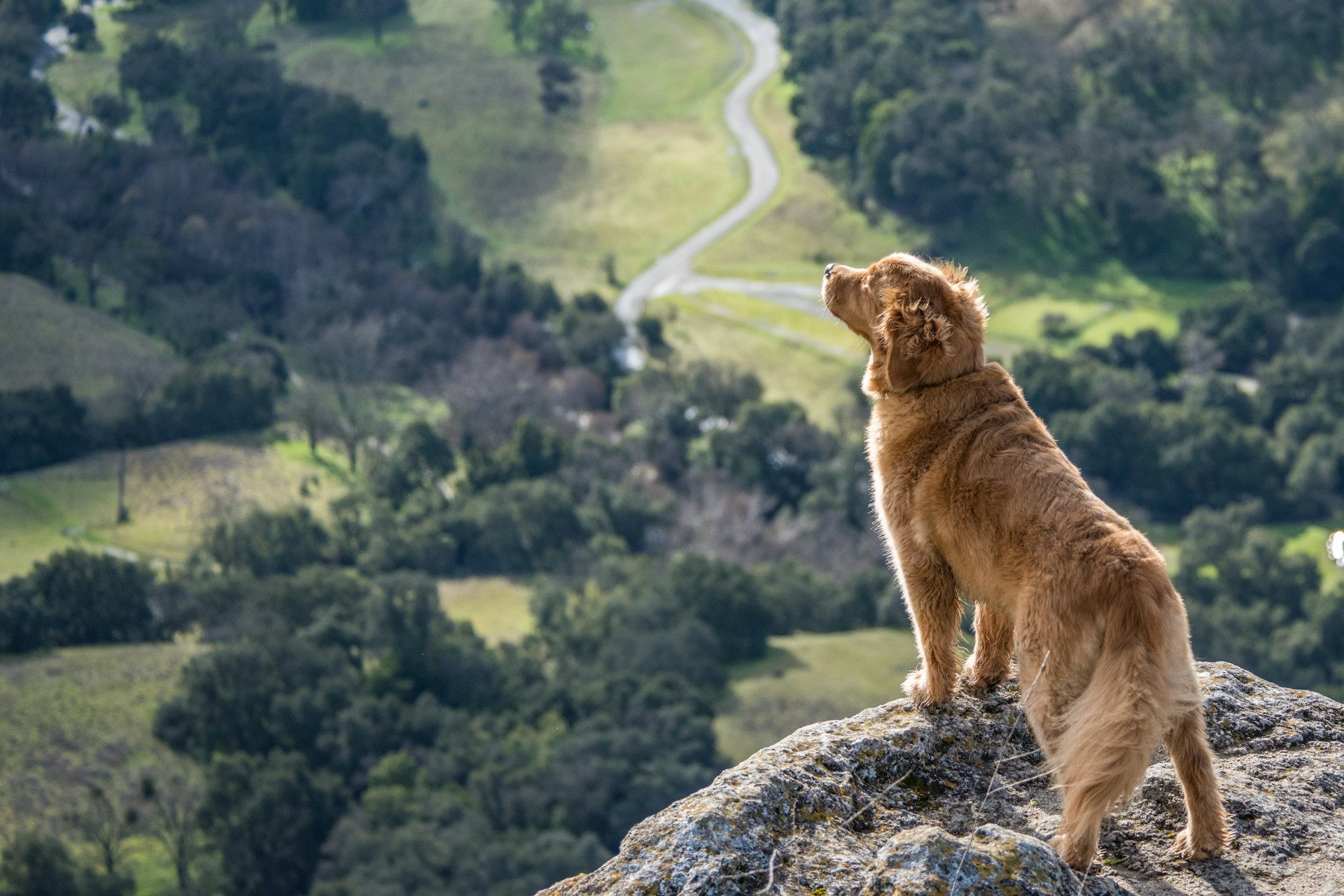 The Temperament Of A Labrador