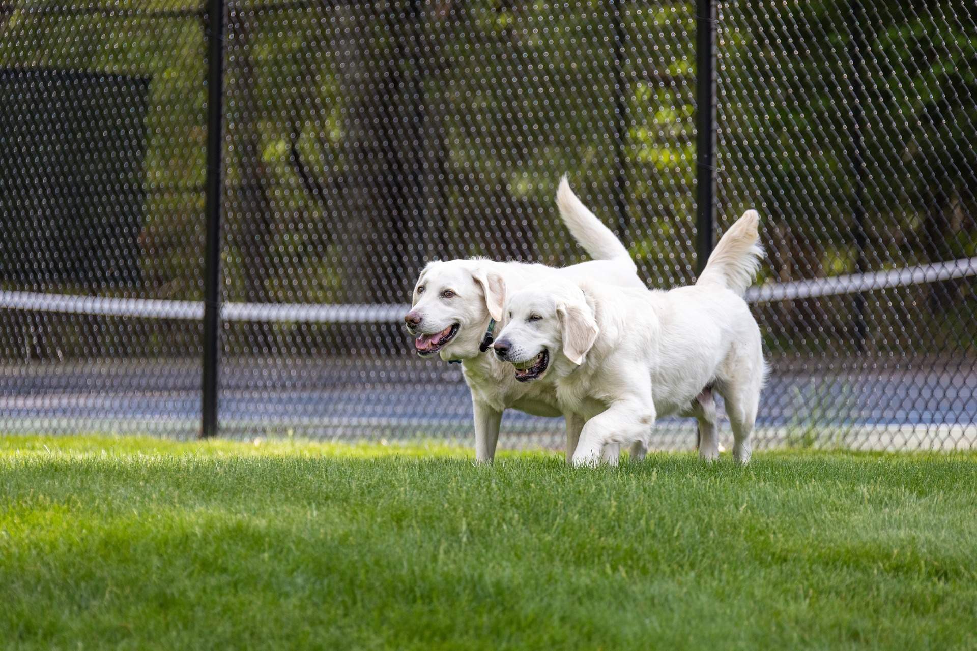 The Ultimate Guide to Training Your Retriever