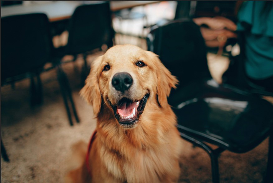 Adoption Dogs: Inspiring Stories