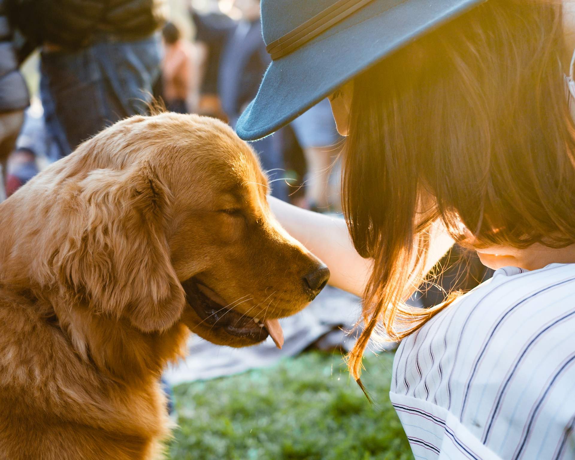 Adopted Dogs For Families