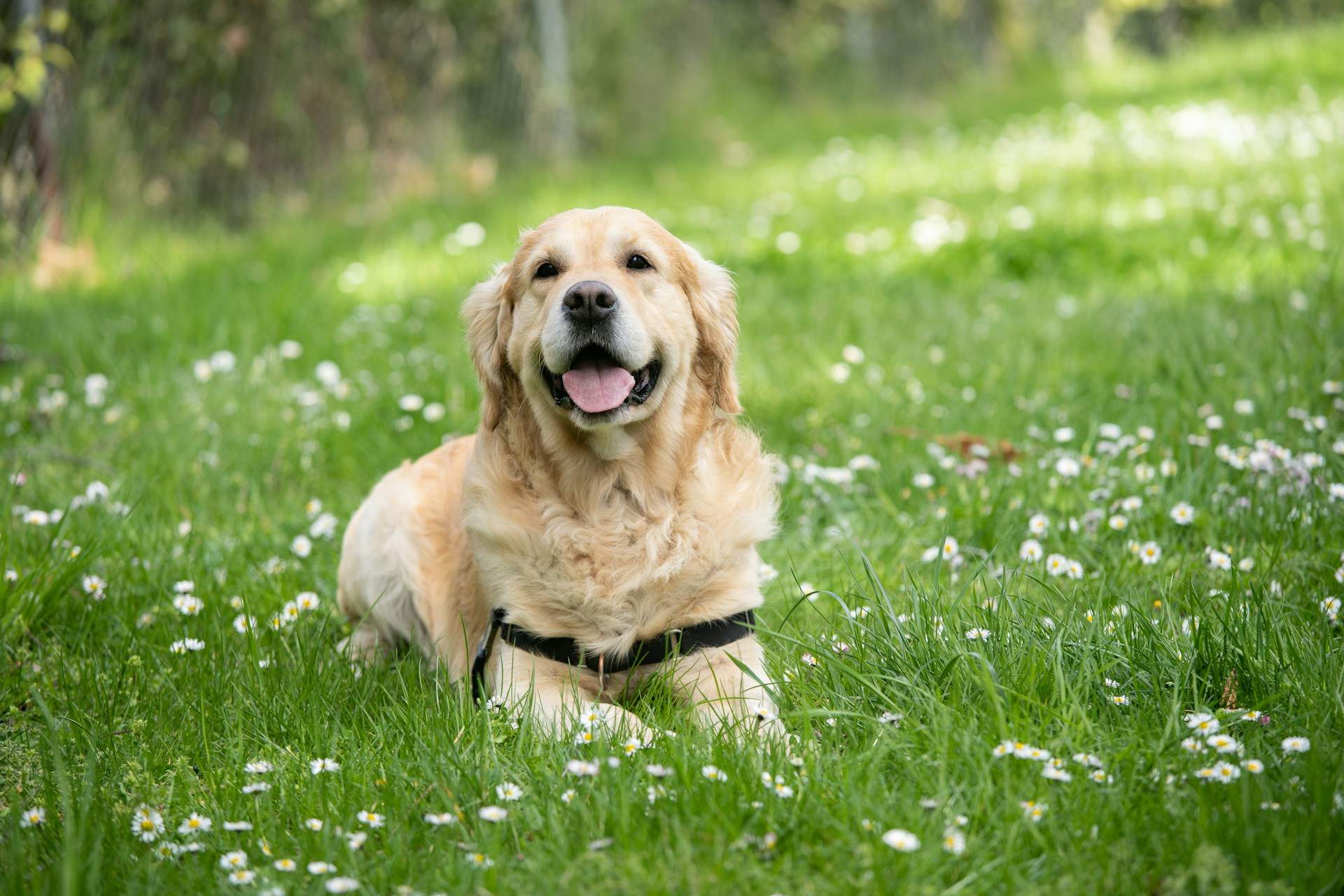 First time Labrador owner, Read This