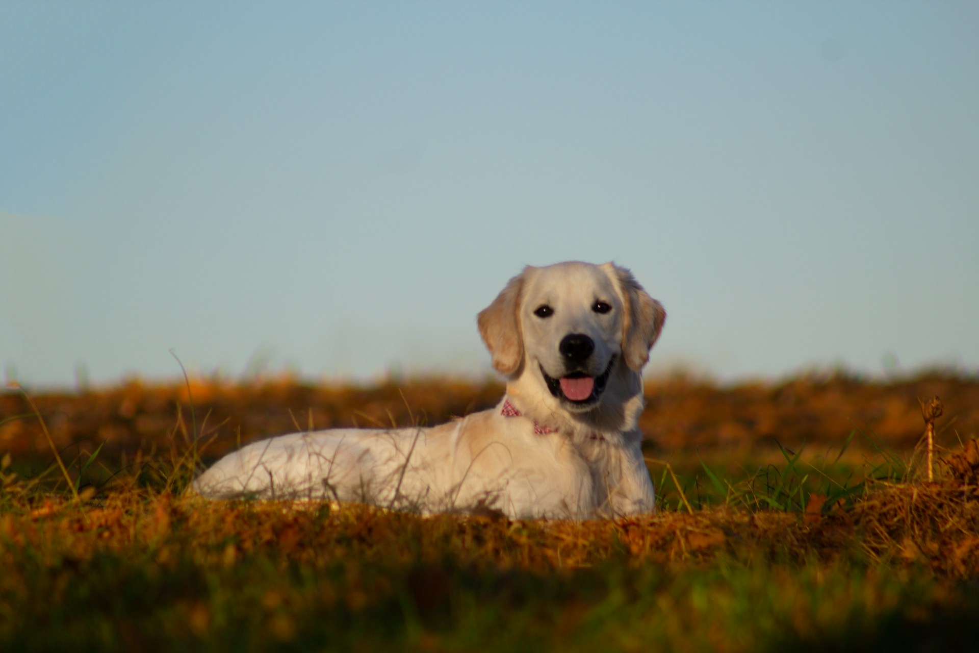 Important characteristics of a Retriever