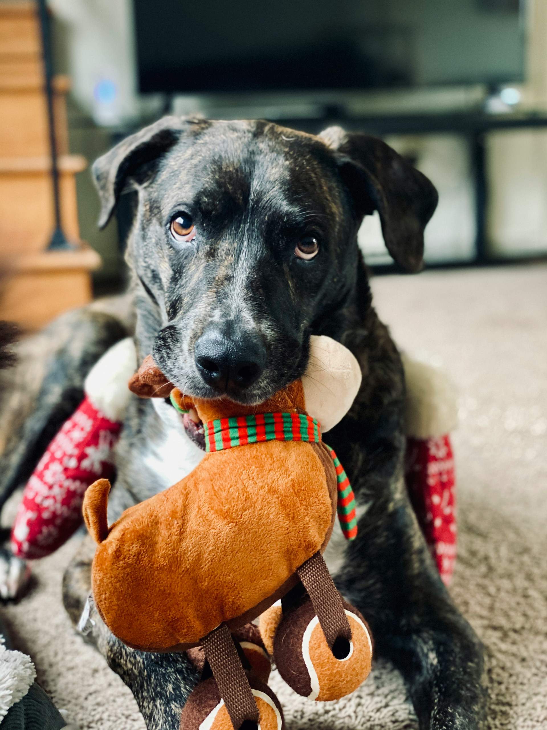 Adoption Dogs In New York