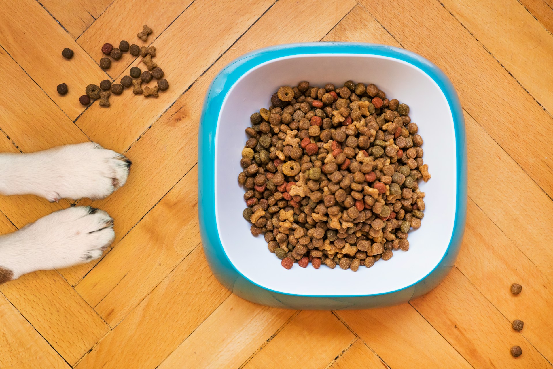 How to feed a Labrador Retriever